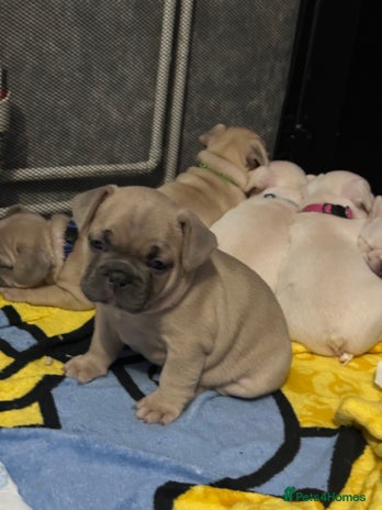 French Bulldog dogs French bulldog - Advert 1