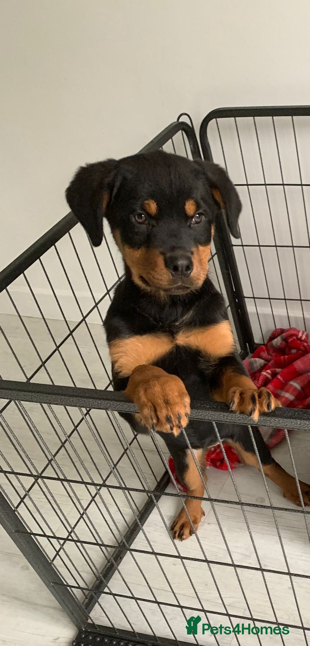 Rottweiler dogs for sale: Rottweiler Puppies - Advert 3