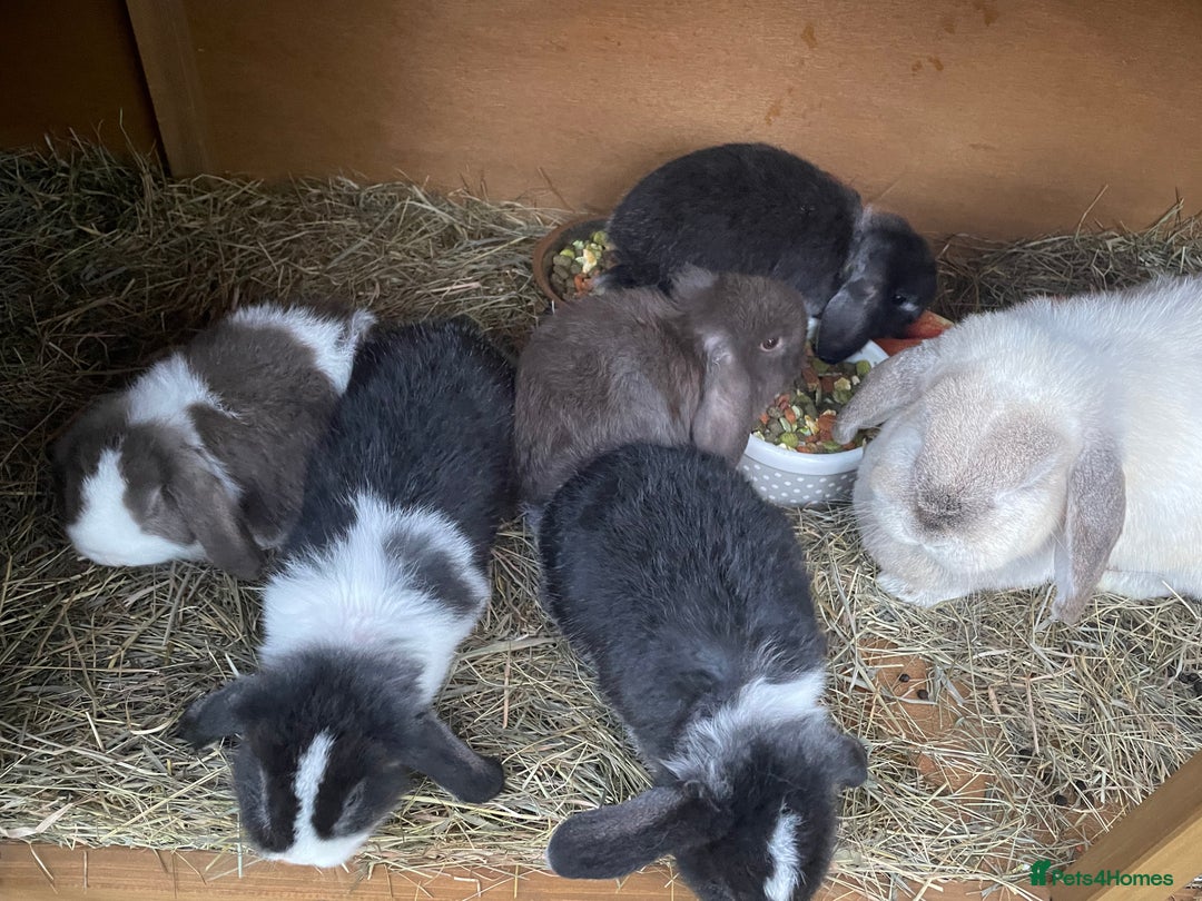 Dwarf Lop rabbits for sale: Gorgeous Dwarf Lop bunnies - 1 buck & 1 doe left - Advert 4