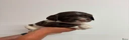 English Springer Spaniel dogs for sale: Beautiful English springer Spaniels  - Advert 24