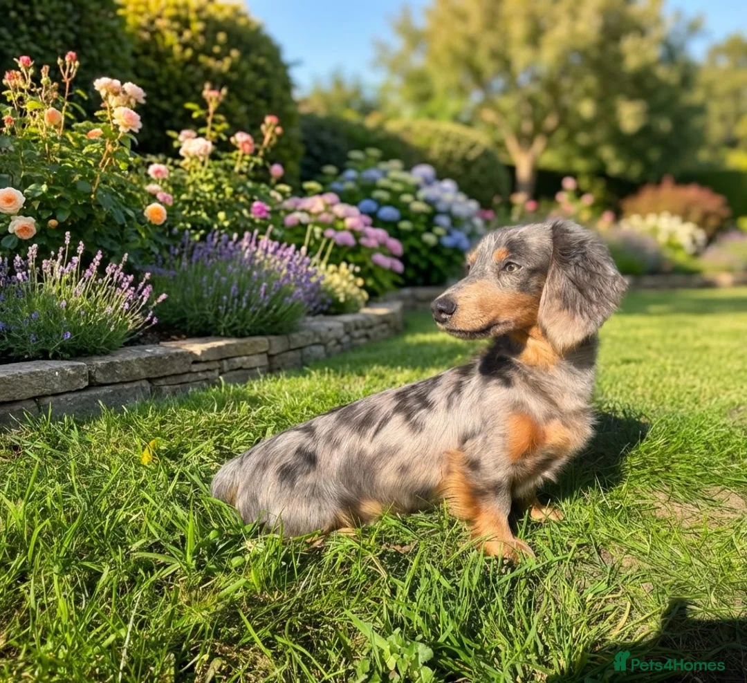 Miniature Dachshund dogs for stud: Blueberry muffin  - Advert 2