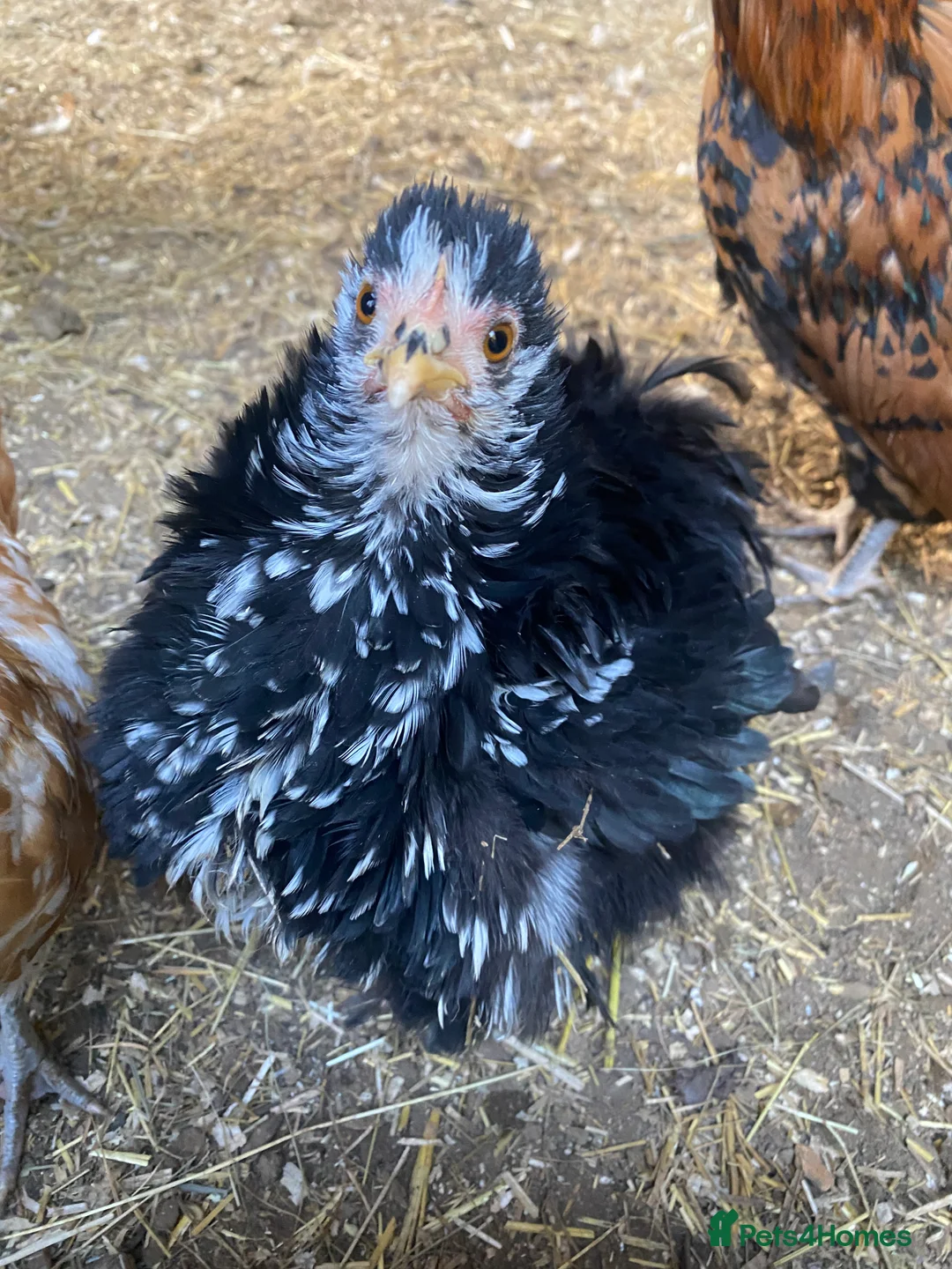 Chickens poultry for sale: Day old chicks - Advert 10