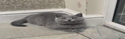 British Shorthair cats for sale: Fully Vaccinated Adorable Gorgeous BSH kittens - Advert 10