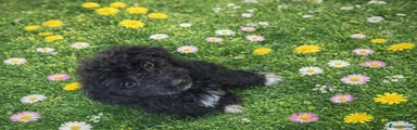 Mixed Breed Puppy 6