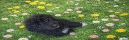 Mixed Breed dogs for sale: Poodle x pyreneese  puppies health tested  - Advert 8