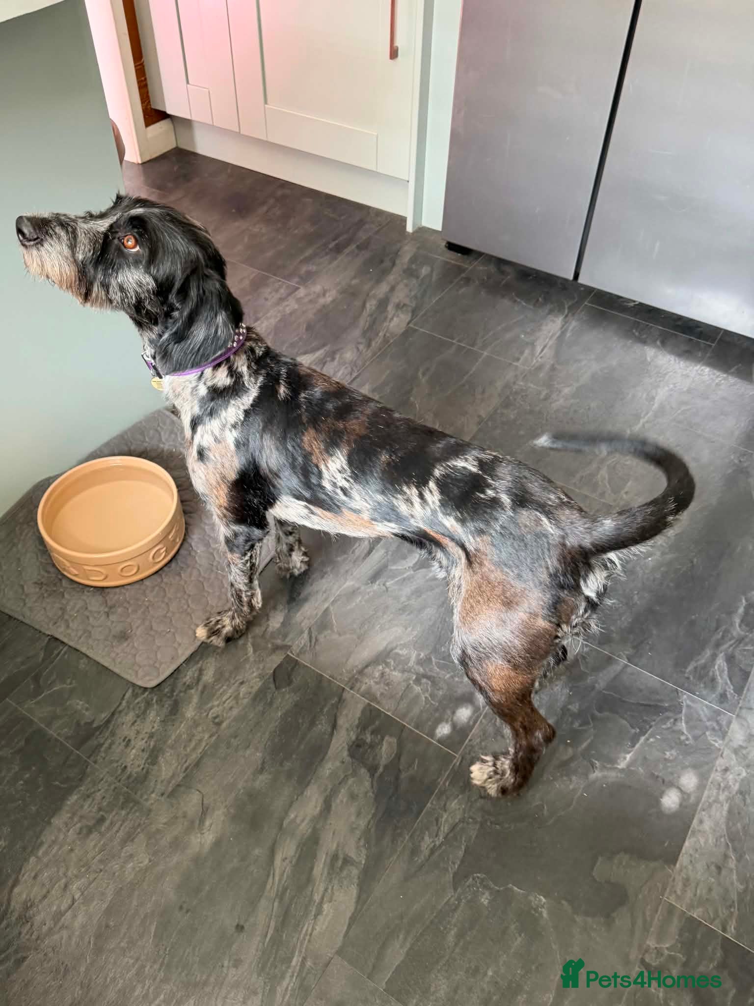 Mixed Breed dogs Good home sought  - Advert 8