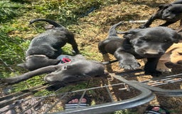 Labrador Retriever dogs for sale: Female black Labradors - Image 12