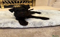 Miniature Schnauzer dogs for sale: KC REG RARE BLACK MINIATURE SCHNAUZER PUPPIES  - Image 5