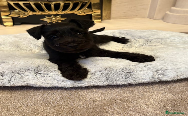 Miniature Schnauzer dogs KC BLACK MINIATURE SCHNAUZER GIRL PUPPY  - Advert 4