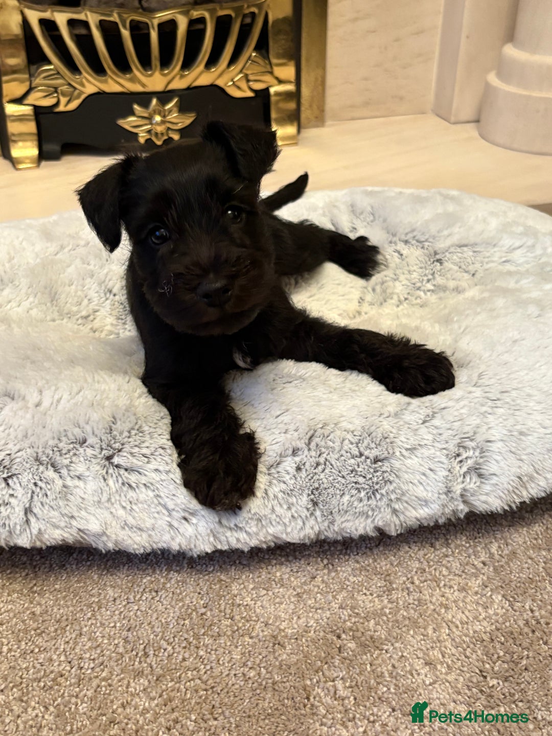 Miniature Schnauzer dogs for sale: KC REG RARE BLACK MINIATURE SCHNAUZER PUPPIES  - Image 5