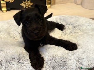 Miniature Schnauzer dogs KC BLACK MINIATURE SCHNAUZER GIRL PUPPY - Advert 10