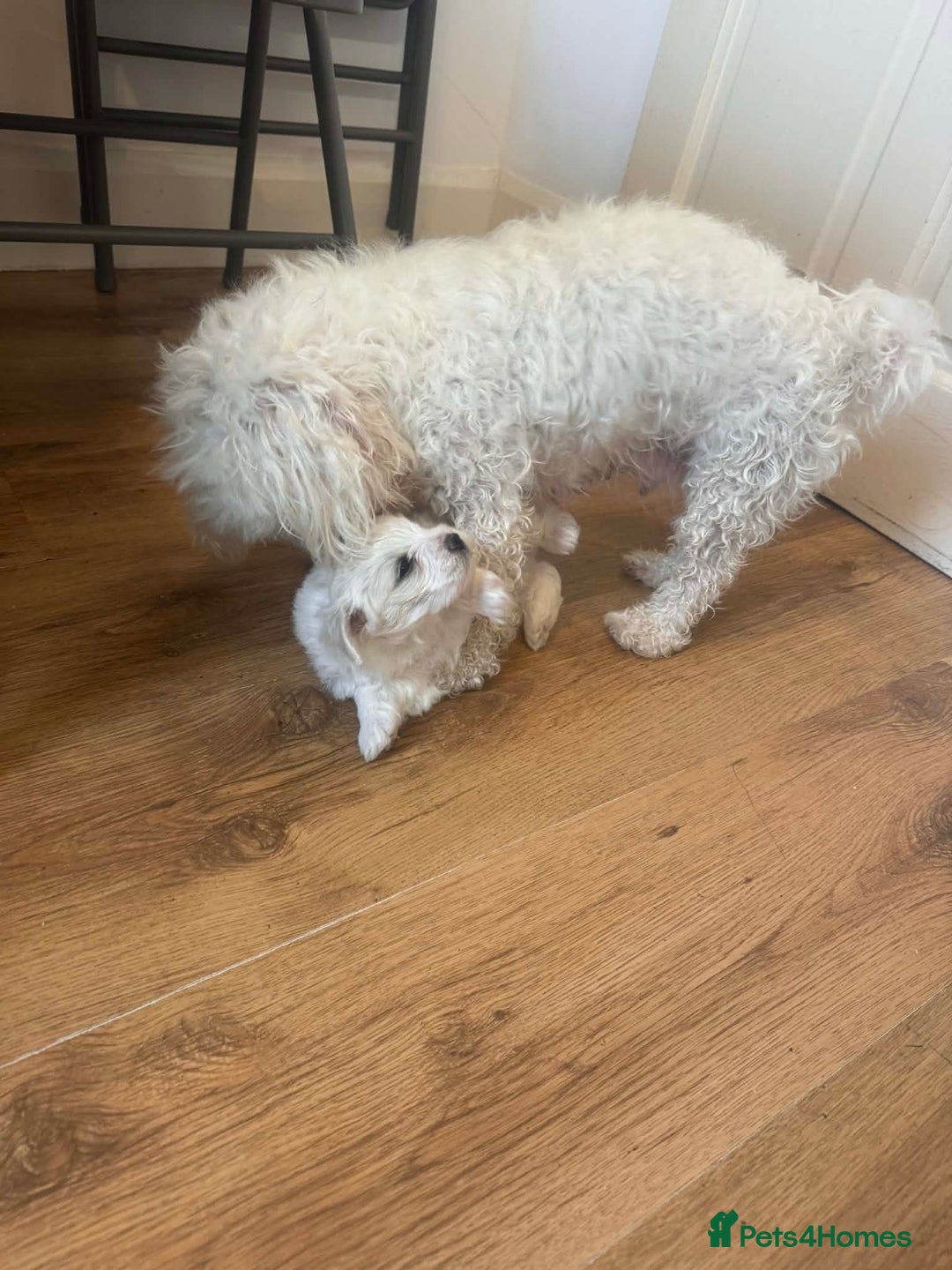 Bichon Frise dogs for sale: Bichon maltese - Advert 2