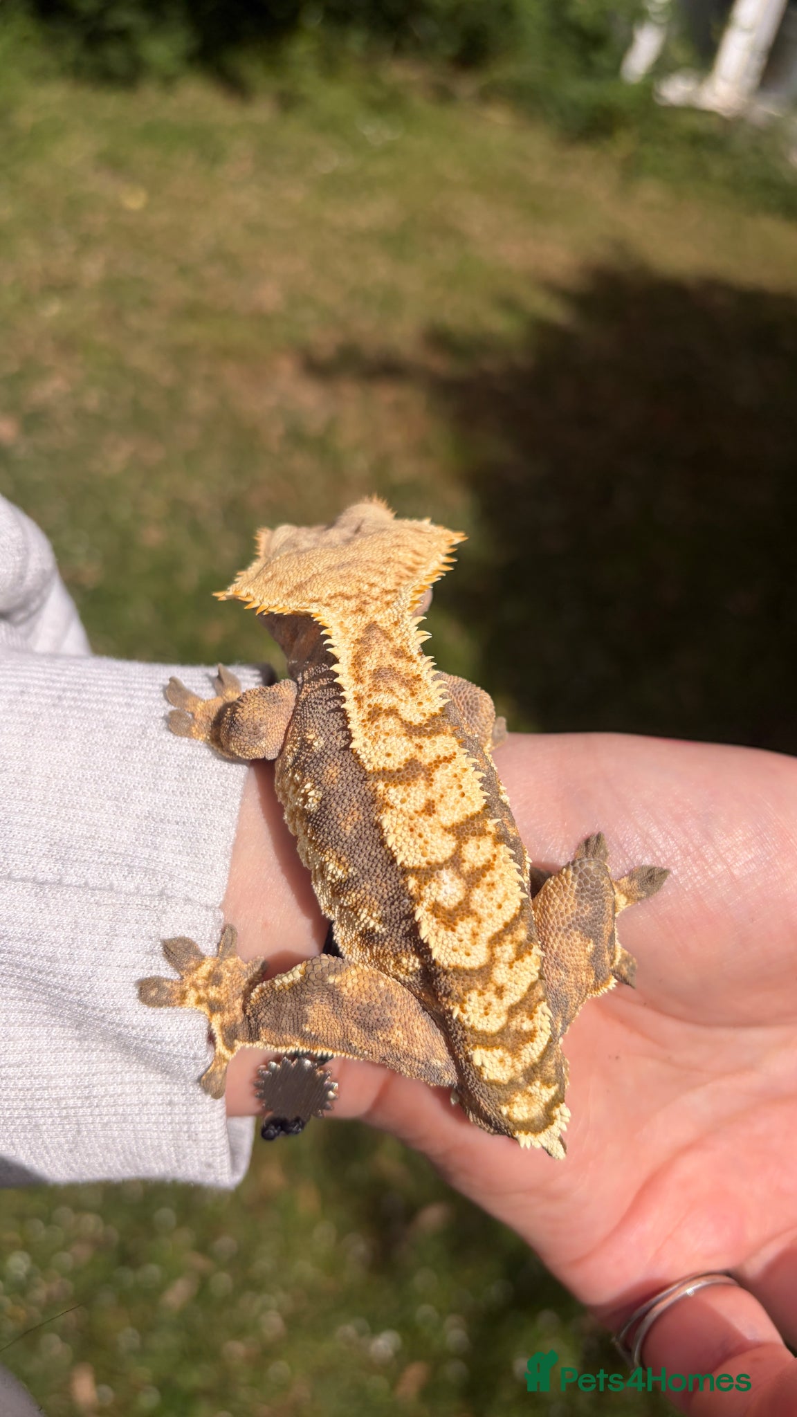 Gecko reptiles Male Tri-colour crested gecko - Advert 1