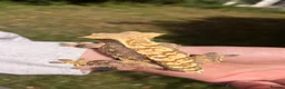 Gecko reptiles for sale: Male Tri-colour crested gecko - Advert 2