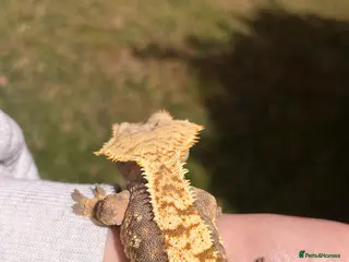 Gecko reptiles for sale: Male Tri-colour crested gecko - Advert 2