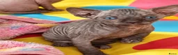 Sphynx cats for sale: STUNNING SPHYNX ELF/CANADIAN KITTENS - Advert 6