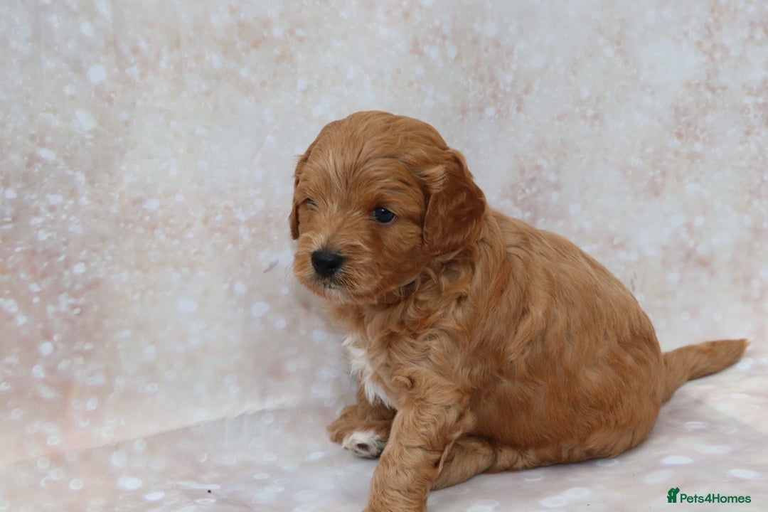 Cavapoo dogs for sale: Cavapoo  - Image 35