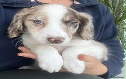 Border Collie dogs for sale: Beautiful Border Collie x Springer Spaniel Puppies - Image 3