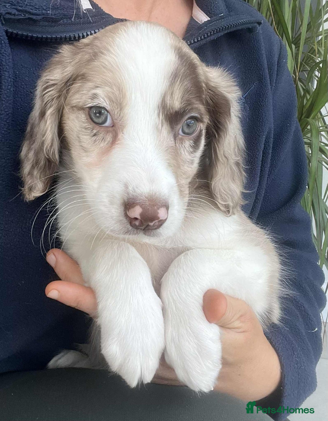 Border Collie dogs for sale: Beautiful Border Collie x Springer Spaniel Puppies - Image 3