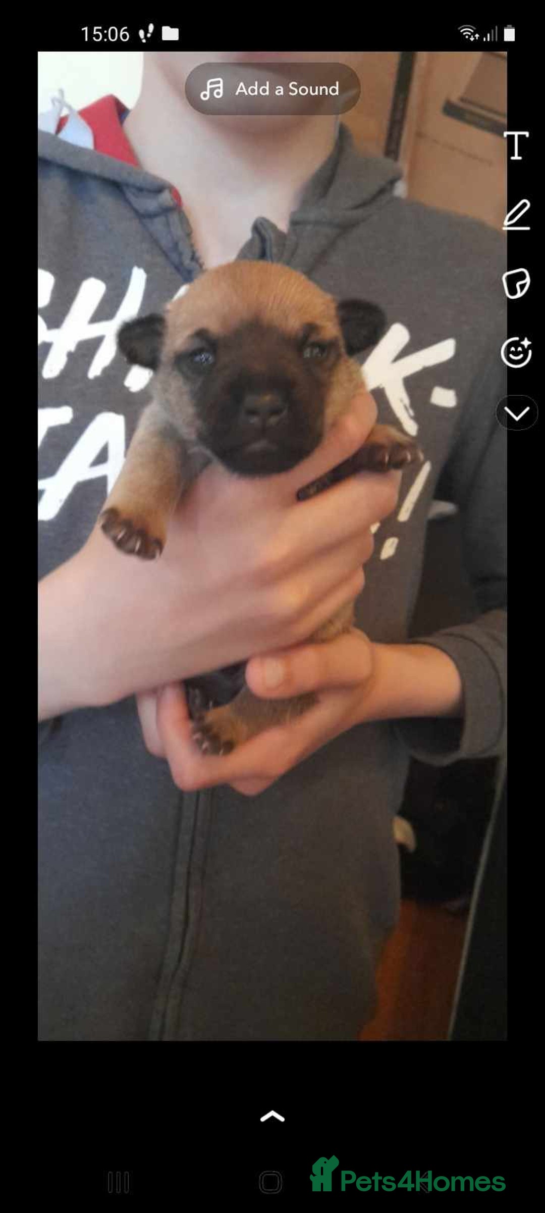 Mixed Breed dogs for sale: mixed breed for sale - Advert 5