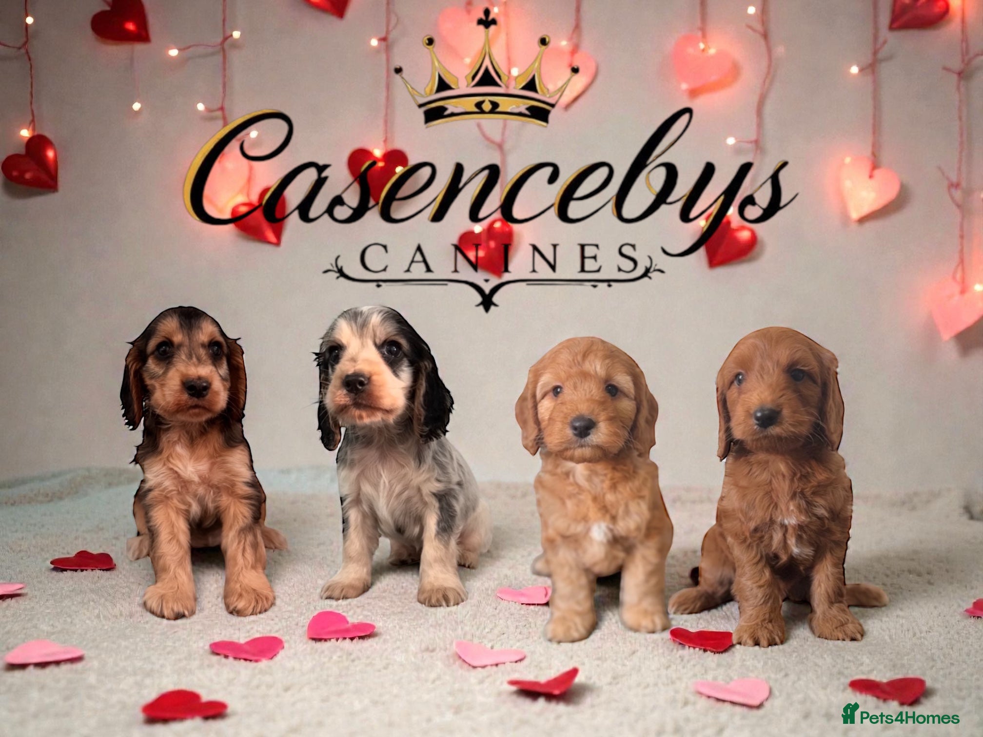 Cockapoo dogs 🐶THE MOST PERFECT SHOW SPANIELS and F1 COCKAPOOS - Advert 1
