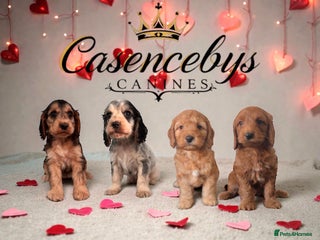 Cockapoo dogs 🐶THE MOST PERFECT SHOW SPANIELS and F1 COCKAPOOS - Advert 6