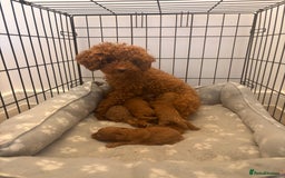 Toy Poodle dogs for sale: Deep Red Toy Poodle Puppies ❤️ - Image 10