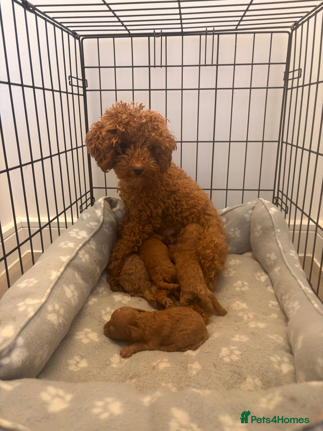 Toy Poodle dogs for sale: Deep Red Toy Poodle Puppies ❤️ - Image 10
