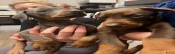 Dobermann dogs for stud: KC Doberman STUD - Advert 7