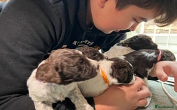 Lagotto Romagnolo dogs for sale: Litter of Hypoallergenic Lagotto/ not cockapoo  - Image 7