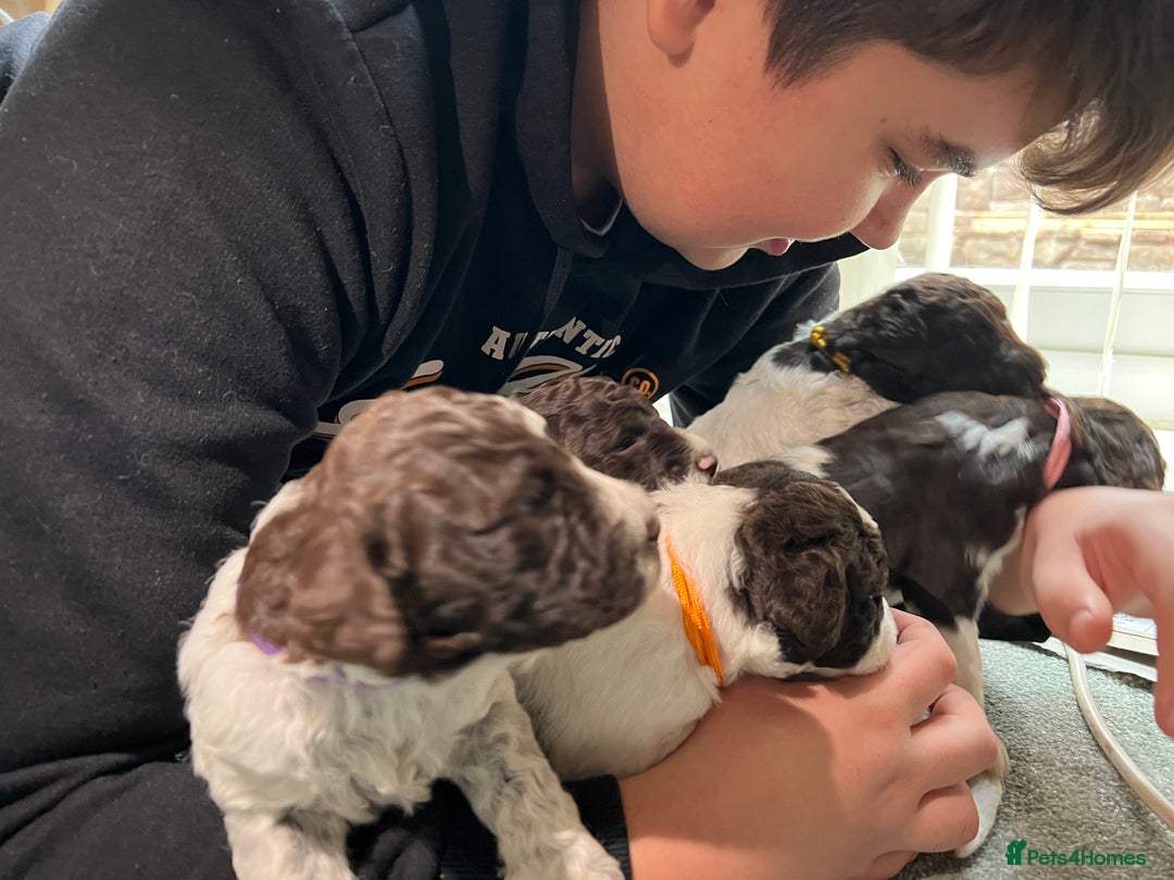 Lagotto Romagnolo dogs for sale: Litter of Hypoallergenic Lagotto/ not cockapoo  - Image 7
