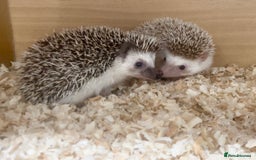 Pygmy Hedgehog rodents for sale: Stunning FEMALE African Pygmy Hedgehog Babies  - Image 1
