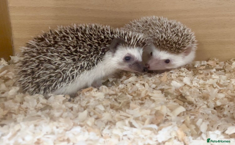 Pygmy Hedgehog rodents - Advert 2