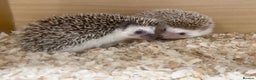 Pygmy Hedgehog rodents for sale: African Pygmy Hedgehogs Male and Female  - Advert 1