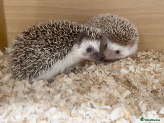 Pygmy Hedgehog rodents - Advert 3