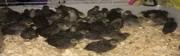 Quail poultry for sale: CHINESE PAINTED BUTTON QUAIL EGGS ! - Advert 20