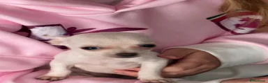 Chihuahua 4