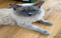 Ragdoll cats for sale: *RAGDOLL Male for sale* - Image 4