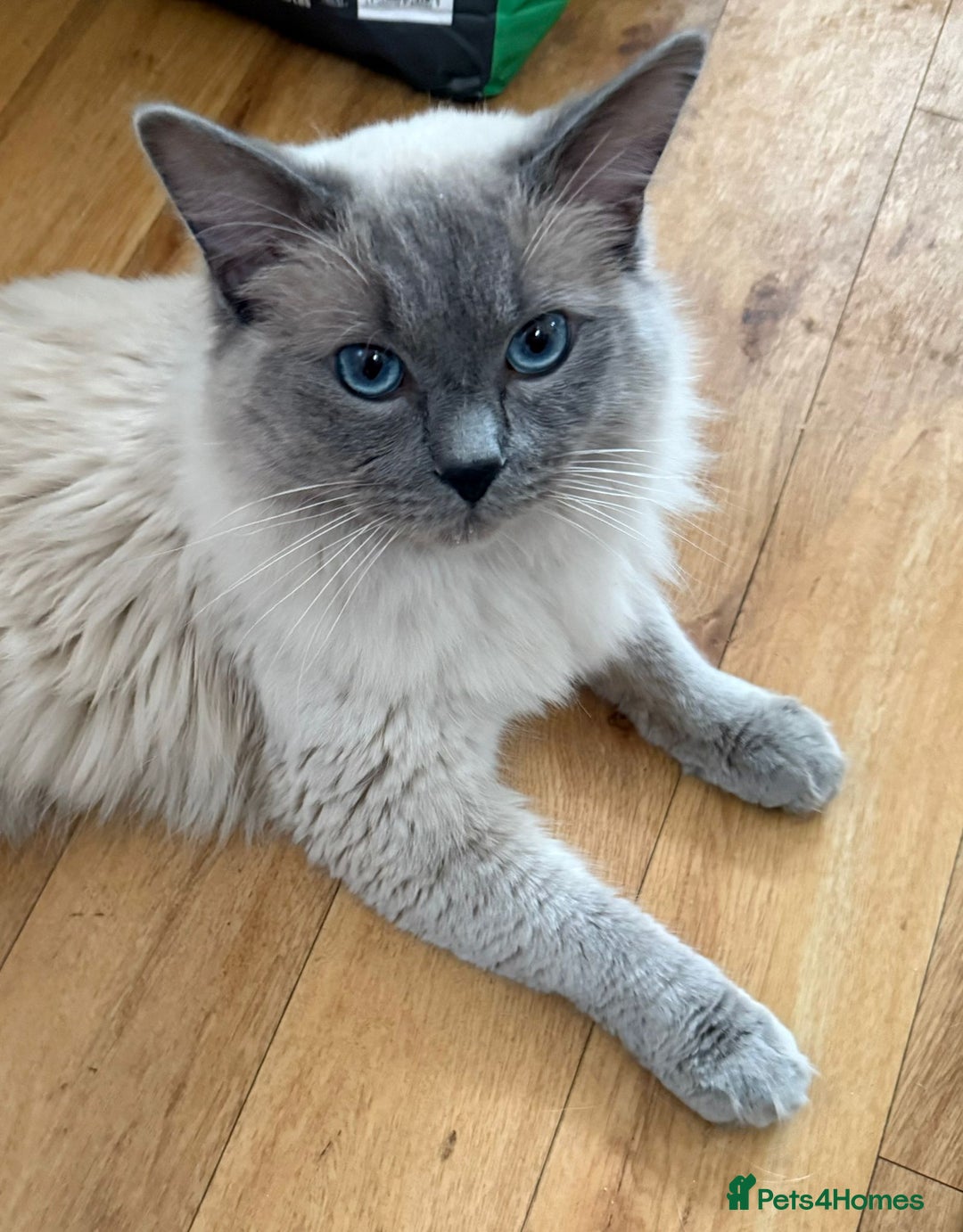 Ragdoll cats for sale: *RAGDOLL Male for sale* - Image 4