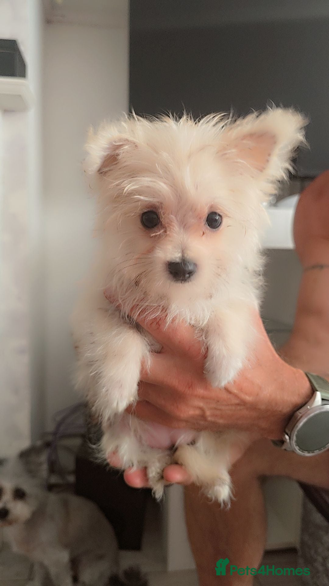 Mixed Breed dogs 2 pom yorkies  - Advert 12
