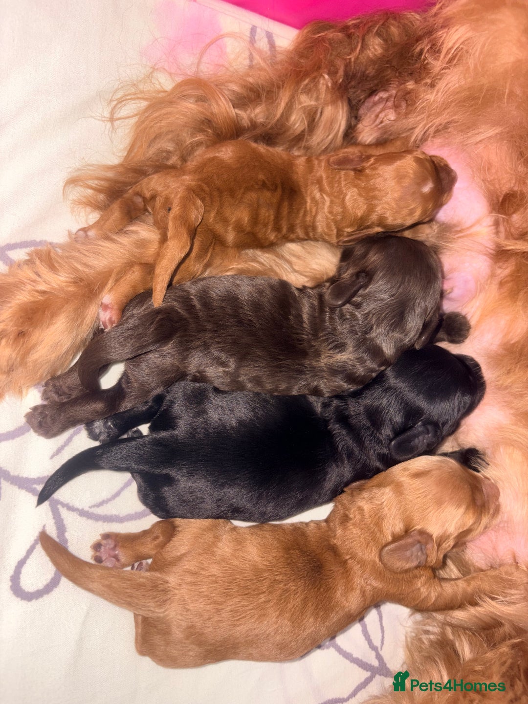 Cockapoo dogs for sale: F2 cockerpoo puppies  - Advert 19