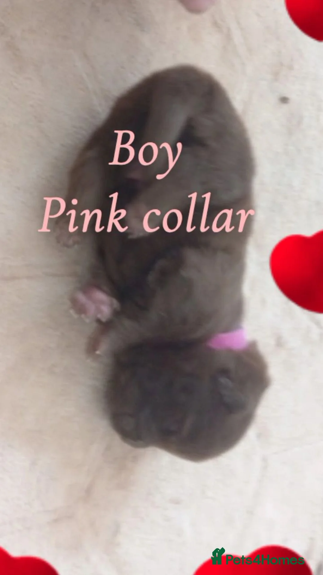 Chow Chow dogs for sale: 🐾 Adorable KC Registered Chow Chow Puppies 🐾 - Advert 9