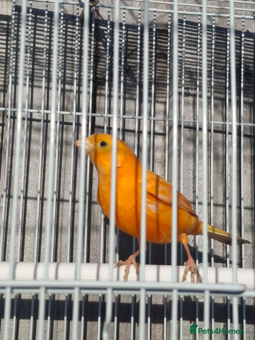Budgerigars birds for sale: Orange canary male with cage - Advert 6