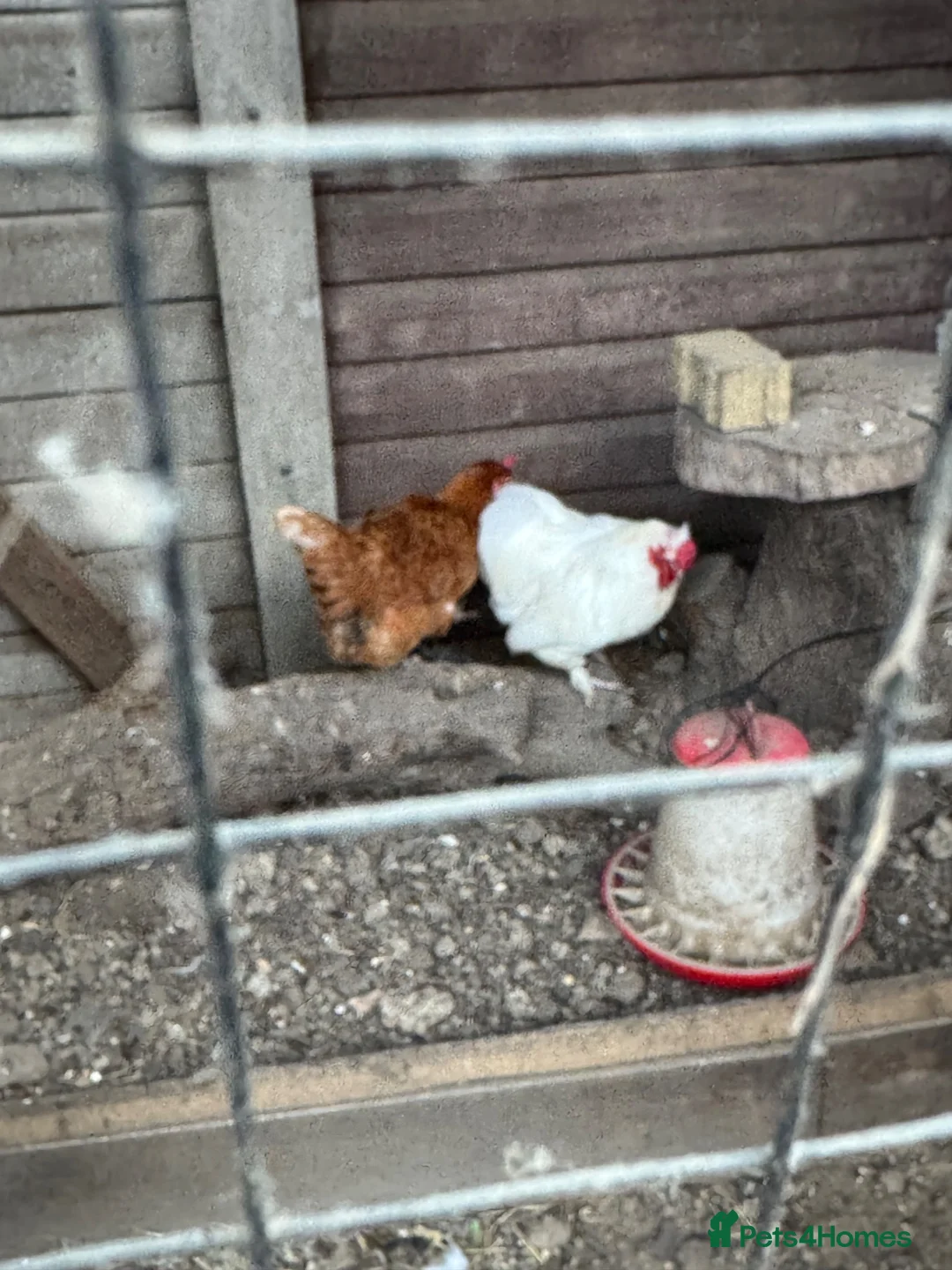 Chickens poultry for sale: Bantham cockrell and isa red hen - Advert 2