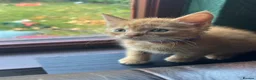 Mixed Breed cats for sale: Ginger kittens!!  - Advert 5