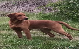 Labrador Retriever dogs for stud: Fully health tested, stunning Labradors - Image 3