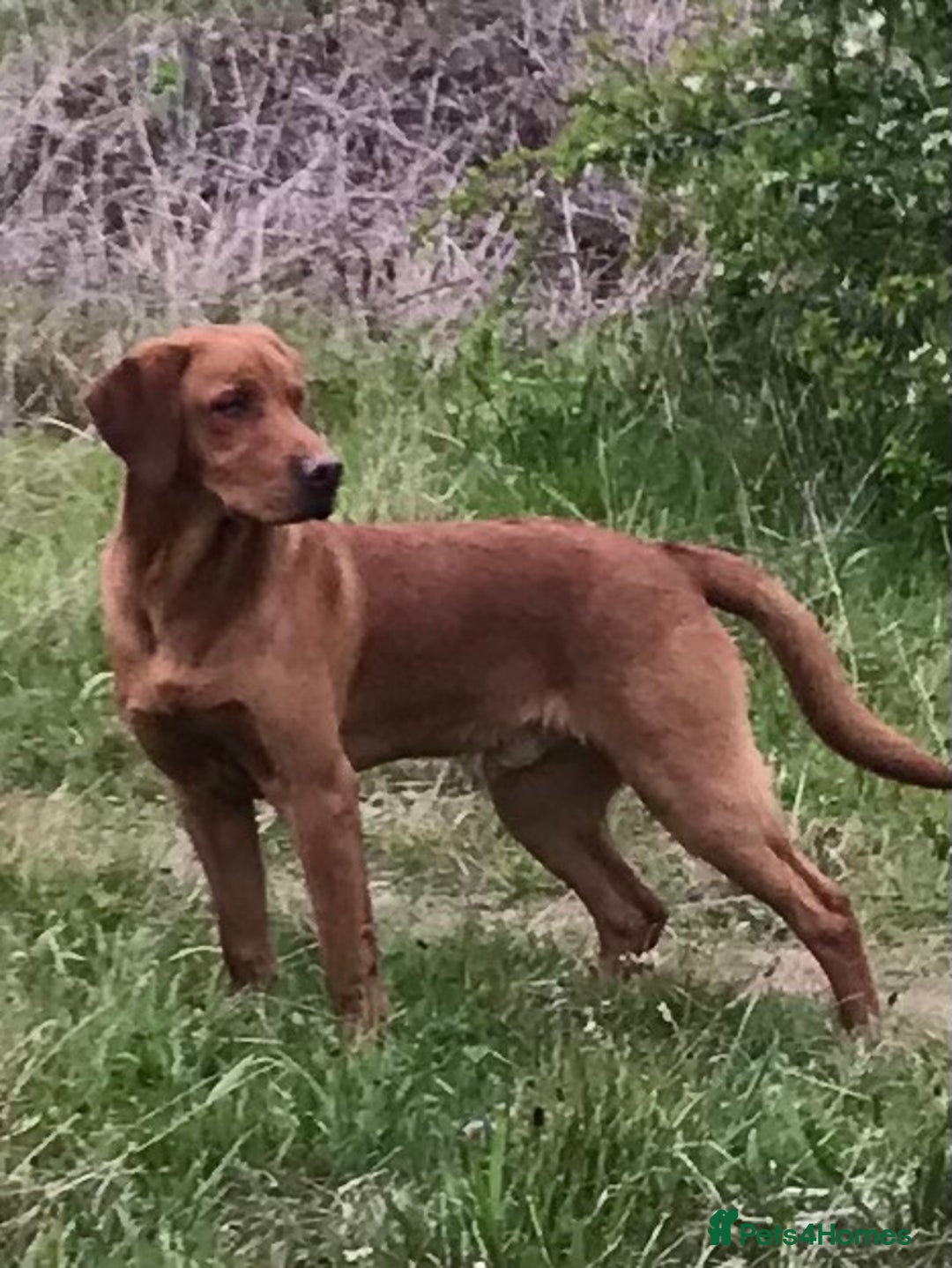 Labrador Retriever dogs for stud: Fully health tested, stunning Labradors - Image 3