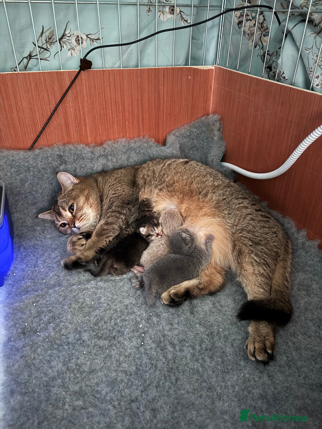 British Shorthair cats for sale: British Shorthair GCCF Champion Kittens ✨ - Image 7