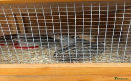 Mixed Breed birds for sale: Male Quail - Image 2
