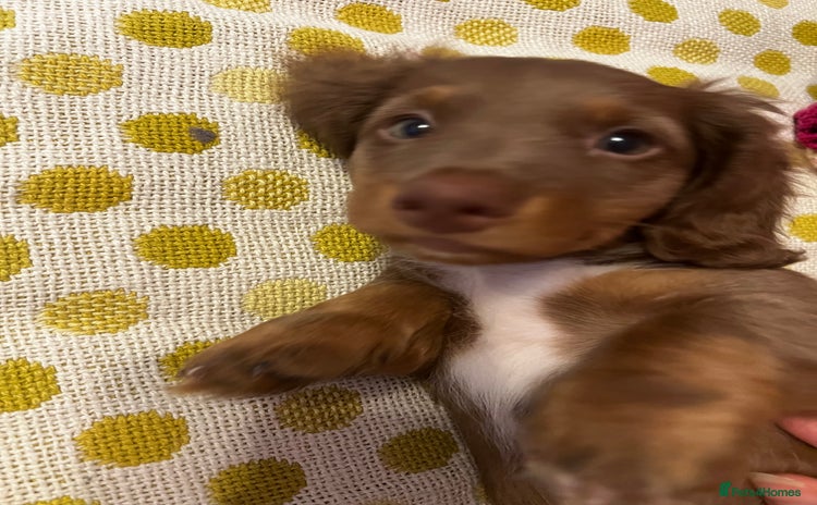 Miniature Dachshund dogs - Advert 7